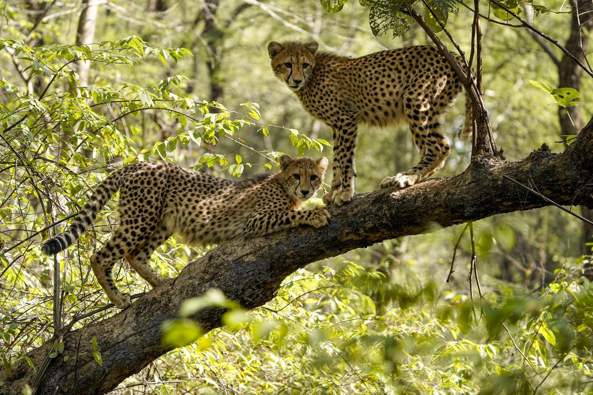 In this image received on December 31, 2025, two cheetahs atop a tree branch at the Kuno National Park, in Sheopur district, Madhya Pradesh. Photo: KNP via PTI Photo
