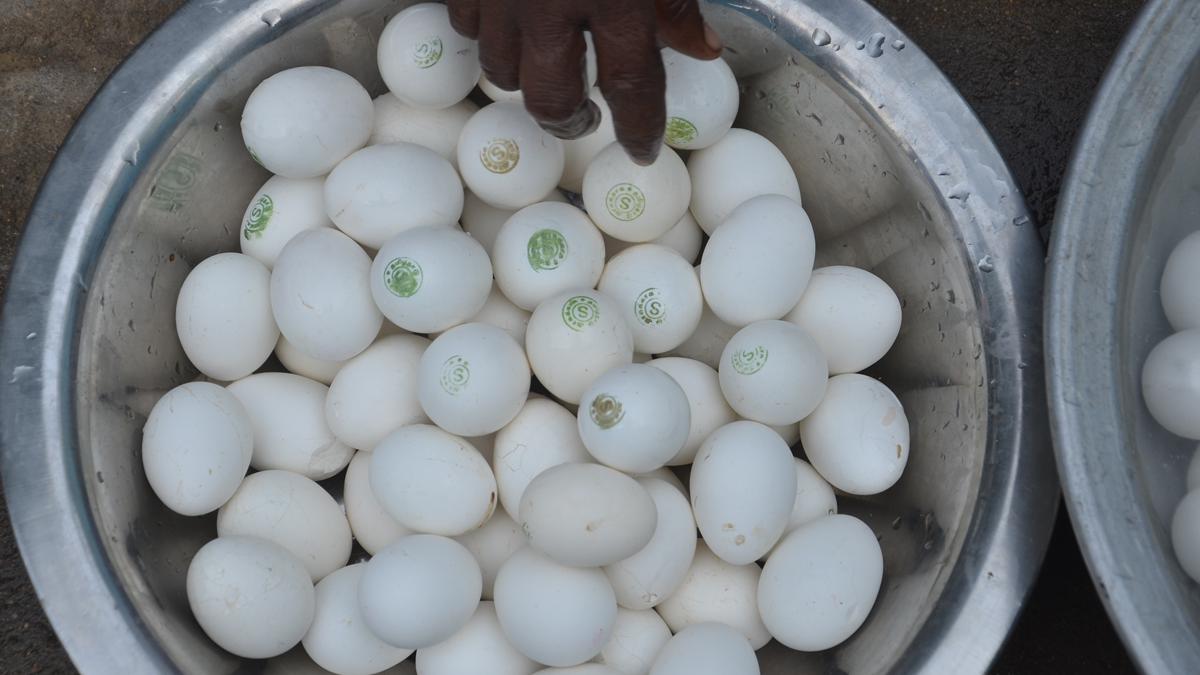 Cuddalore Collector suspends two Anganwadi workers for diverting eggs meant for noon meal centres