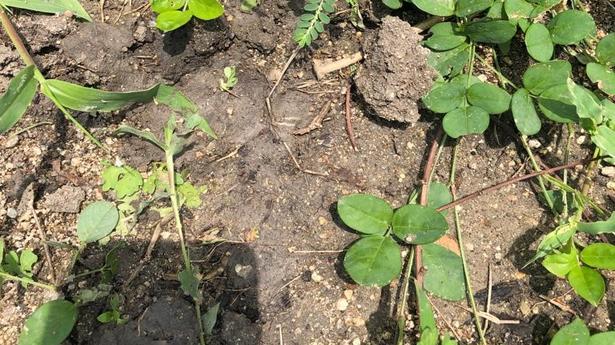 Leopard seen at Kuppam temple still elusive, public urged to be cautious