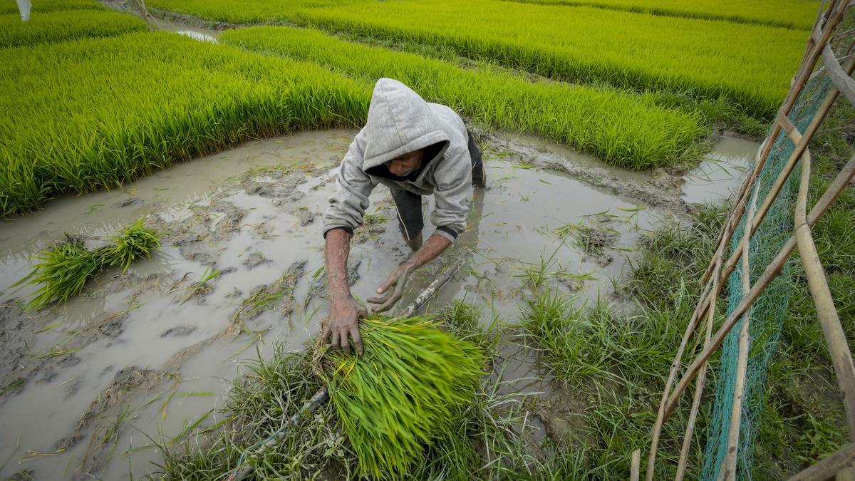 What are the regulations with respect to rice prices? | Explained
Premium