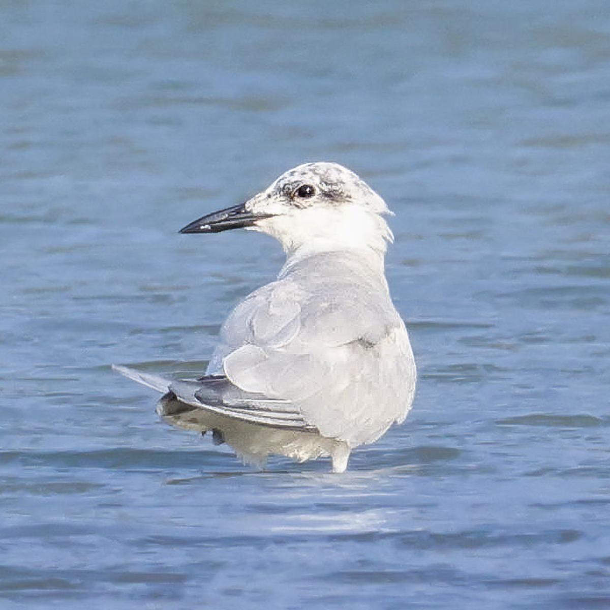 A seagull with a pork