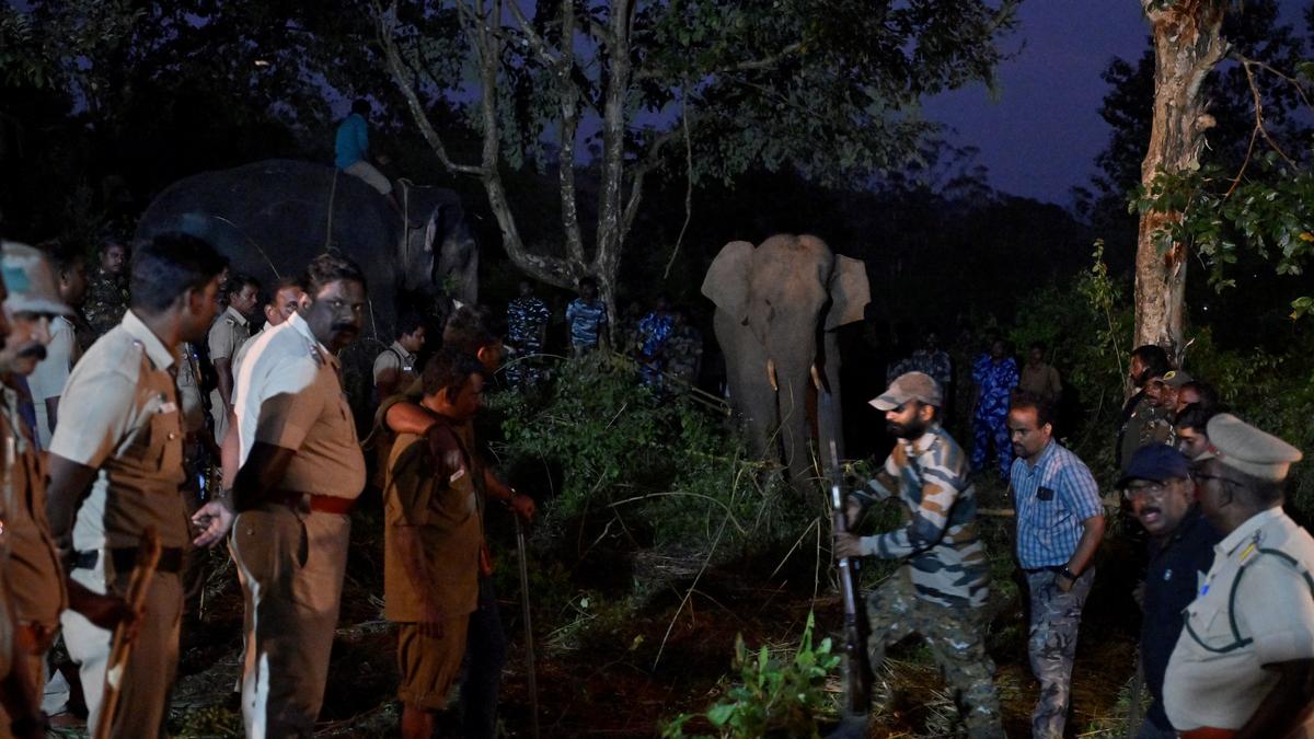 Forest Department tranquilises elephant that damaged houses in Gudalur; to be relocated 