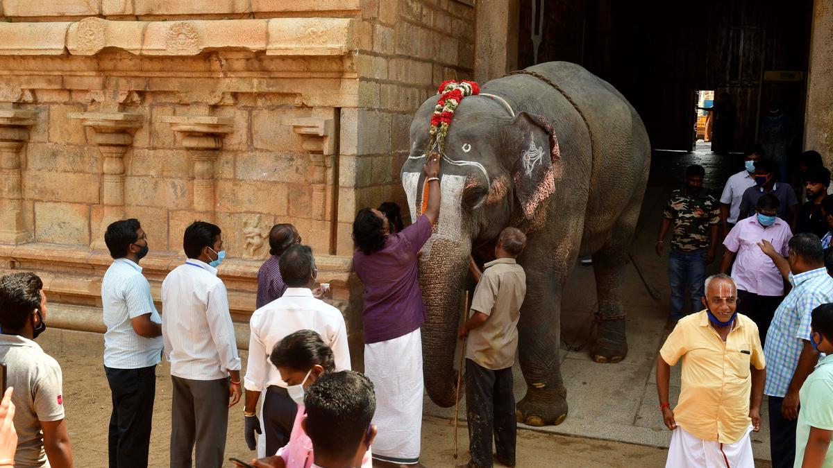 Animal welfare groups urge T.N. government to end practice of keeping elephants in temples