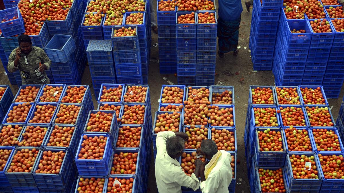 After record highs, tomato prices crash to ₹10 per kg in Karnataka wholesale markets