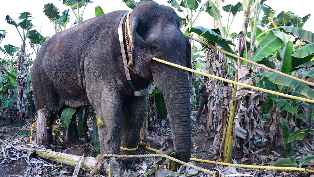 Captured ‘makhna’ elephant released in Ulandy range