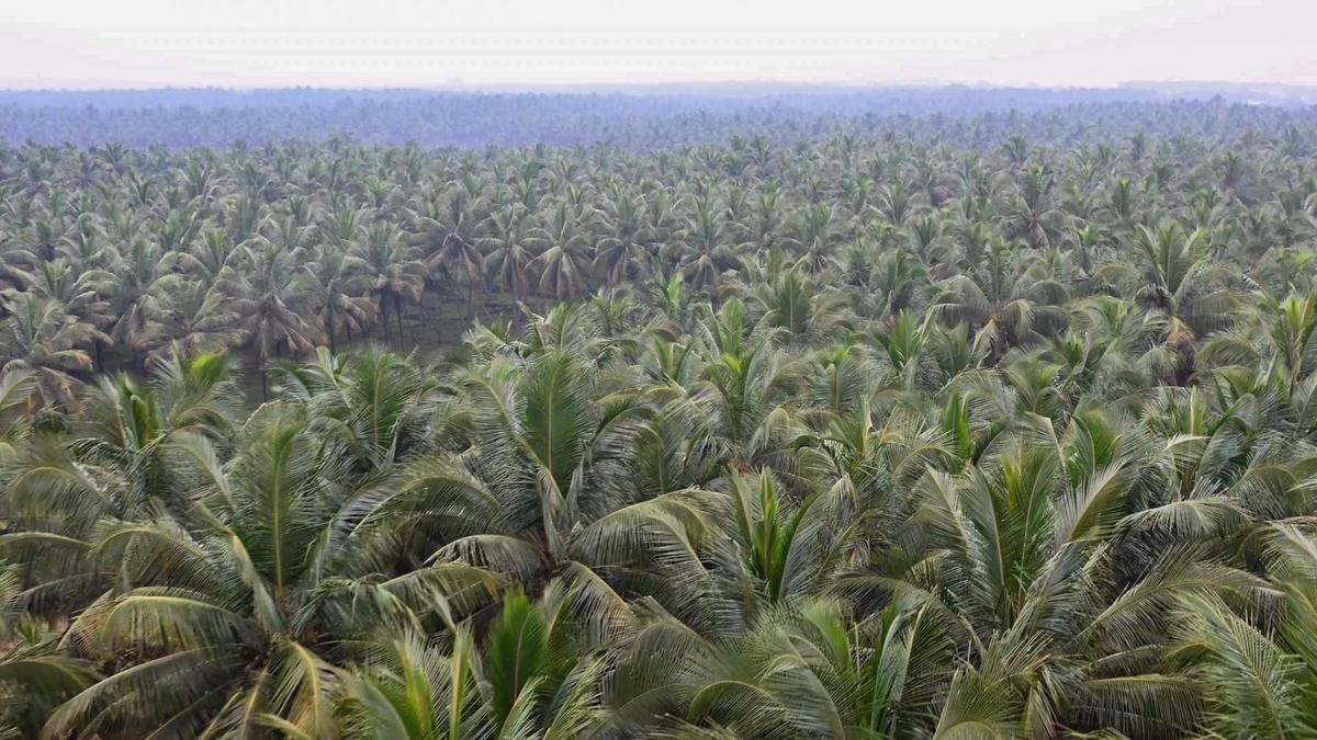 Pollachi coconut cluster project entailing ₹100 crore subsidy in pause mode