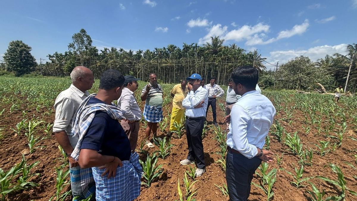 Maize growers worried over fungal infection affecting crop