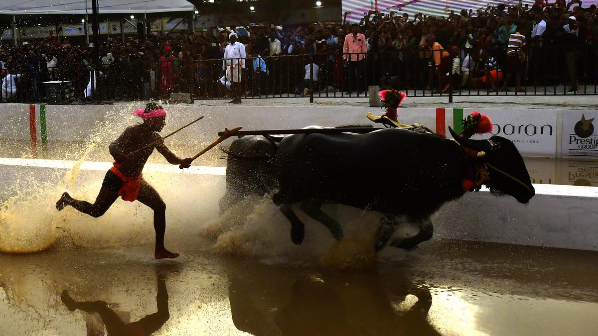 Curtains on Bengaluru’s first Kambala as coastal sport draws lakhs of people