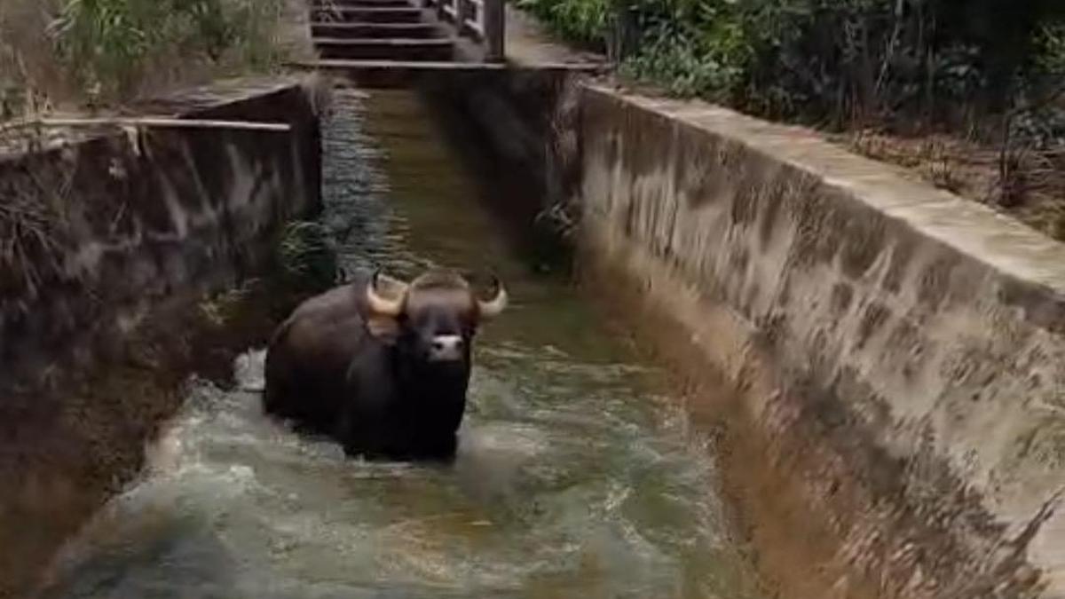 Indian Gaur fell into Varahi canal, rescued