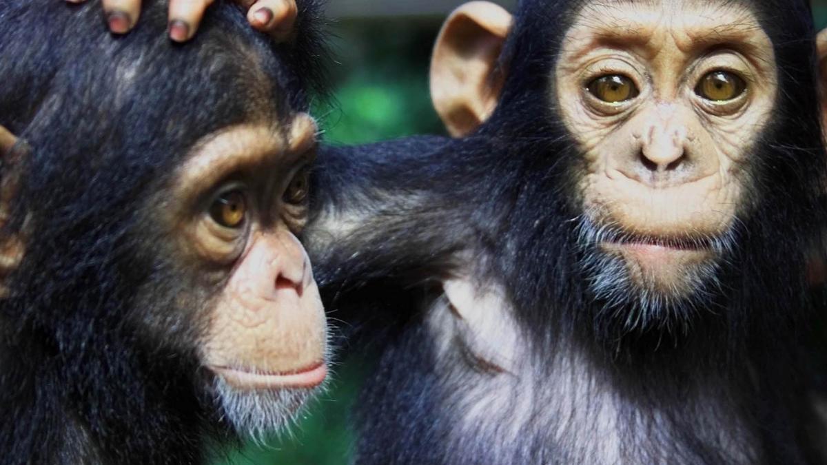 Cameroon islands offer safe home for orphaned chimpanzees