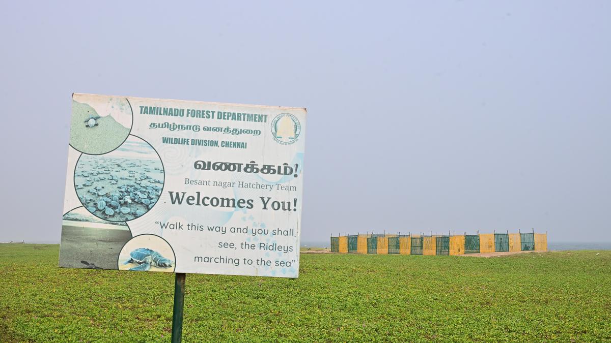Radio-tagging reveals Olive Ridleys regularly return to nest on Chennai coast
