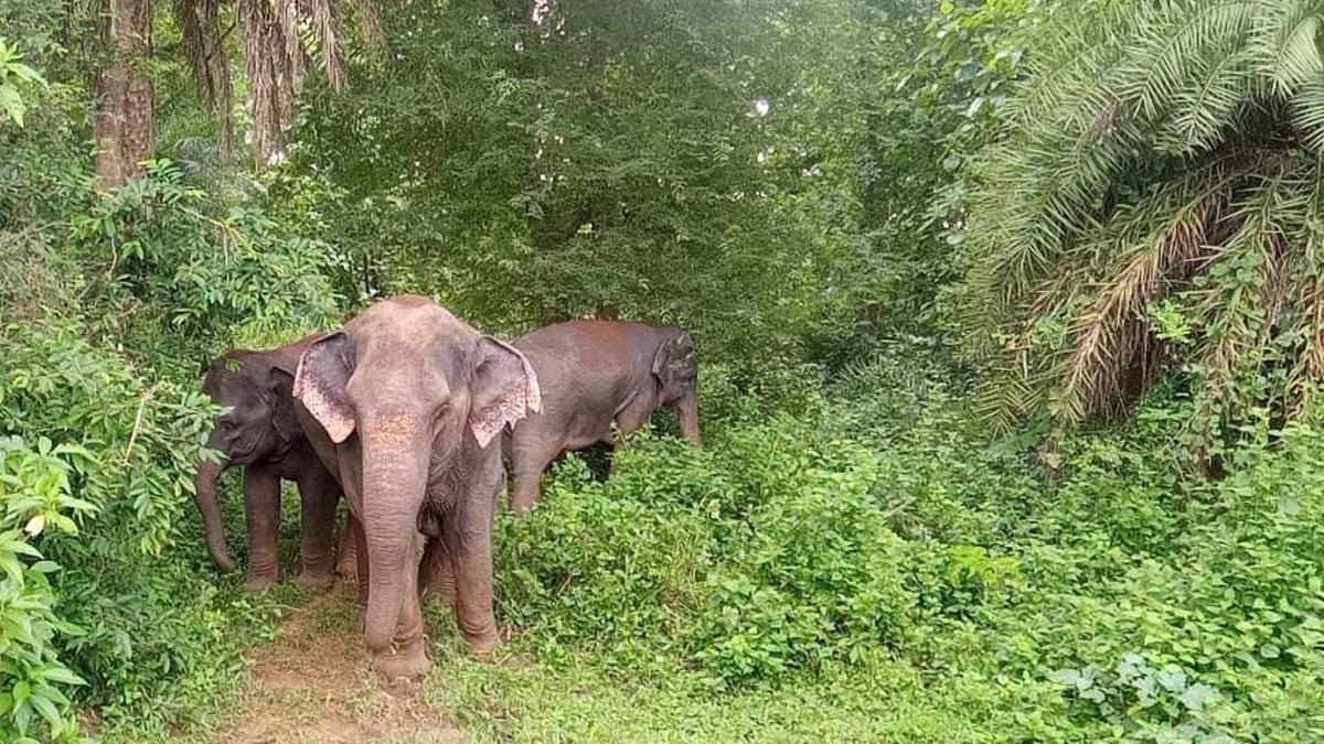 Two Kumki elephants will be brought from Karnataka to control wild elephants in Parvathipuram-Manyam district