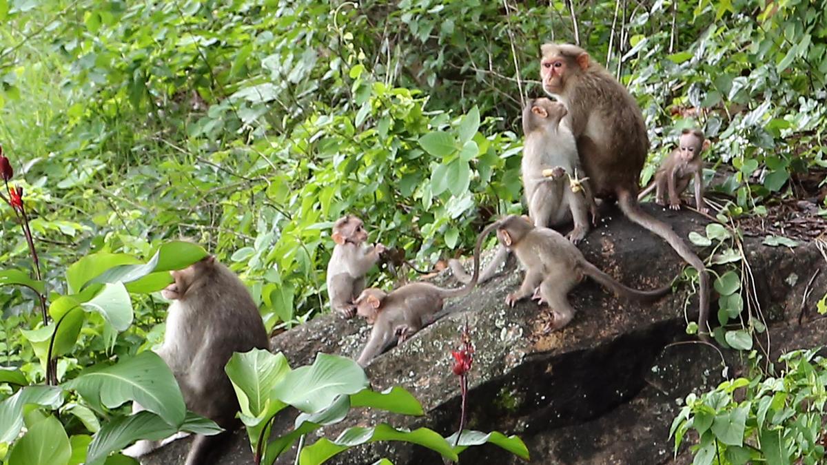 Amid threats to Idukki’s cardamom sector, Forest dept. to take up reclassification of Bonnet macaques under Wildlife Act with Centre