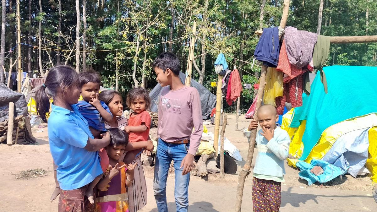 Come pepper harvest season, children of migrant workers in Karnataka miss school