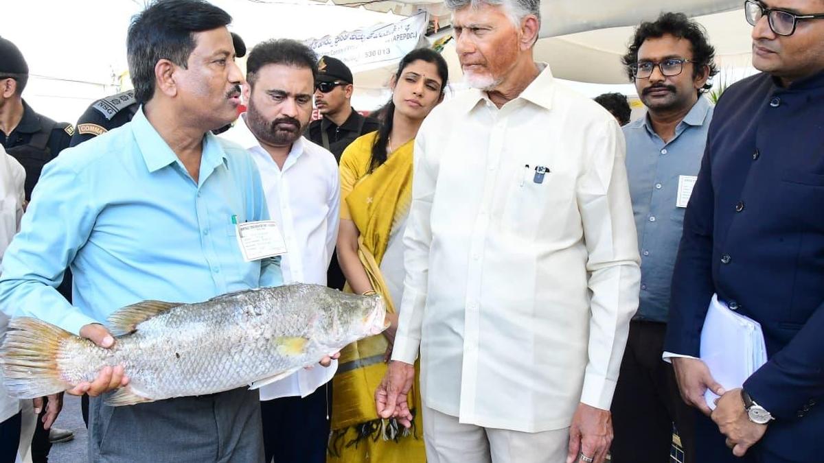 No scope for manipulation in DSC-2025 recruitment, says Naidu