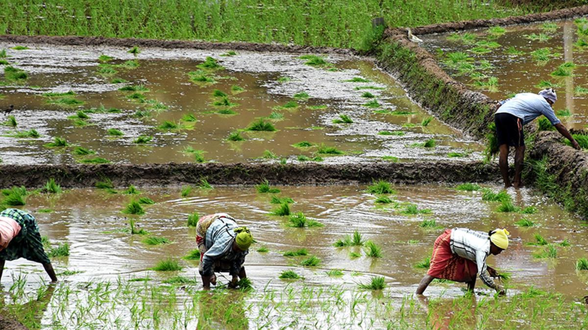 Karnataka achieves 75% target of kharif sowing owing to deficient rainfall