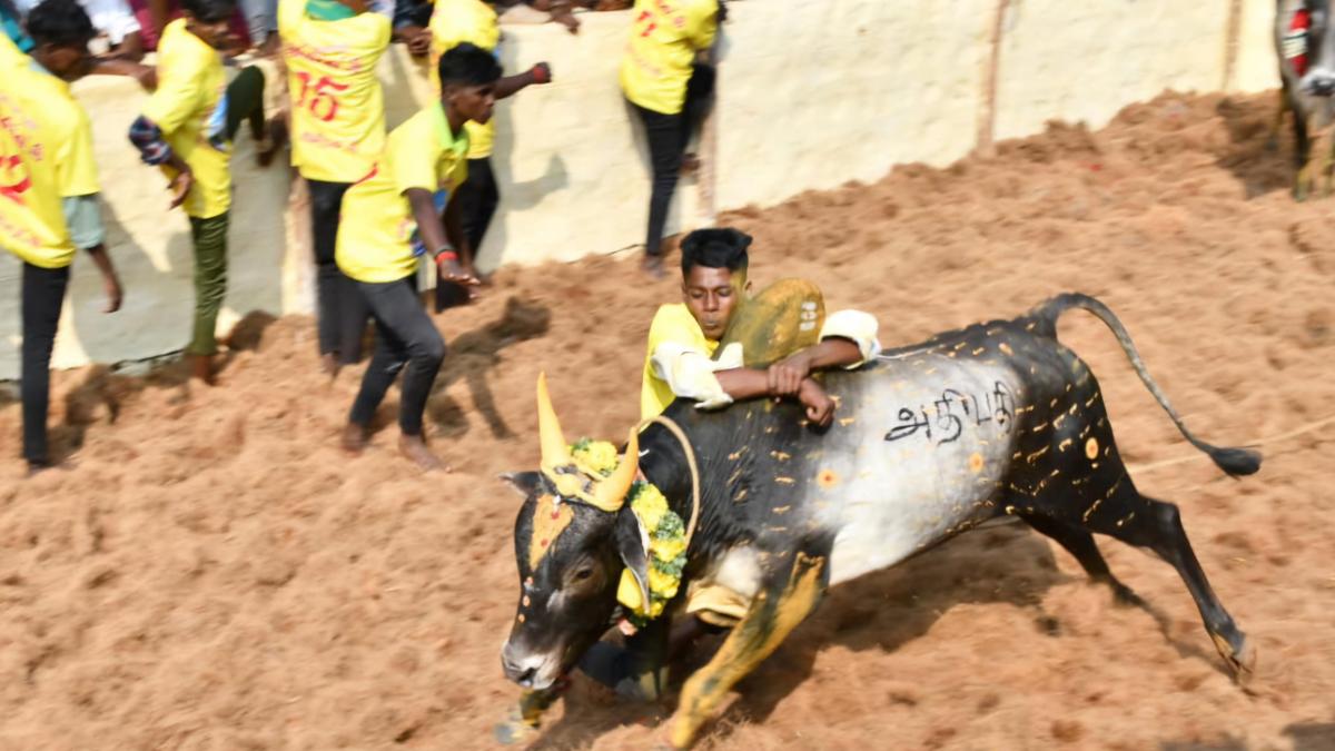 Kandipatti manjuvirattu concludes peacefully with no major untoward incidents