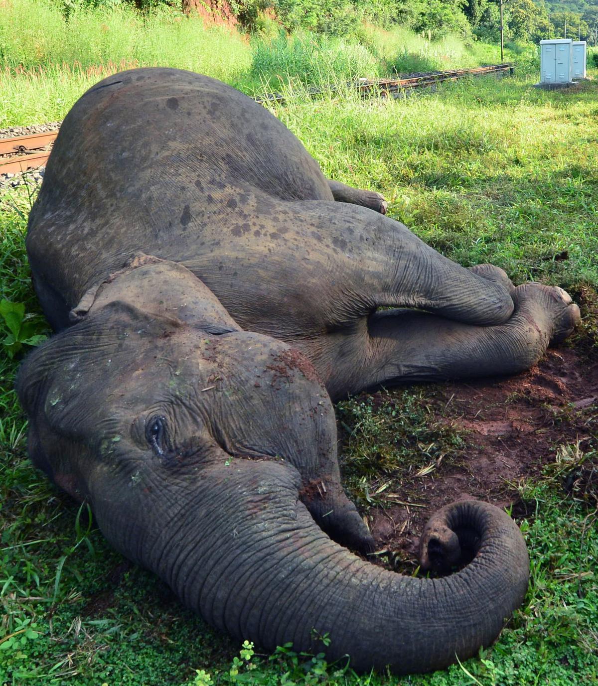 Solutions abound, it’s the execution that is missing to prevent wildlife-train collisions in Kerala