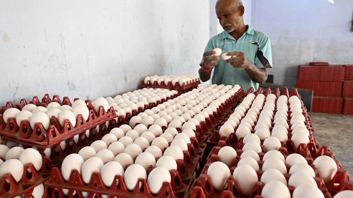 Poultry farmers in Namakkal deny claims of long-term egg storage for noon meal scheme