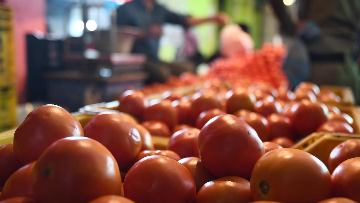 Cooperative NCCF to sell tomatoes via mobile vans in Delhi-NCR at ₹90/kg: Govt officials