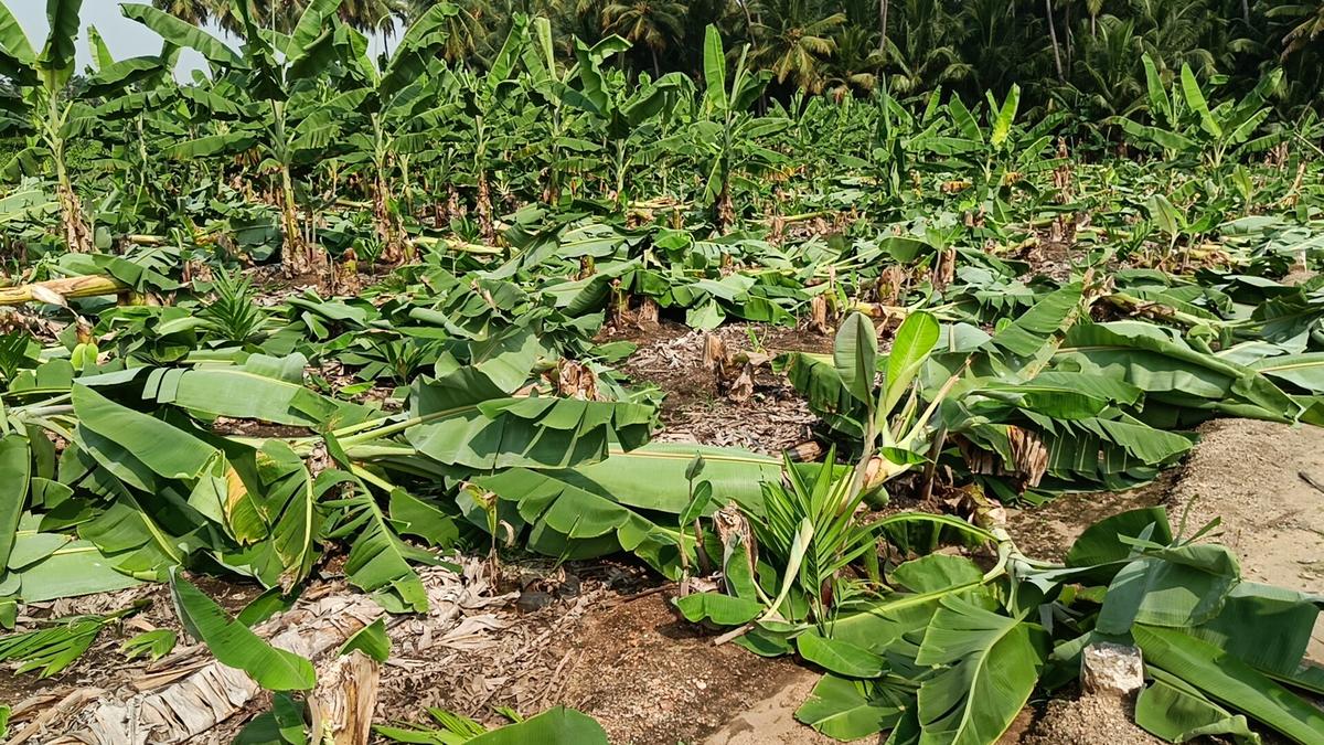 Miscreants cut down banana trees in Jedarpalayam in Namakkal