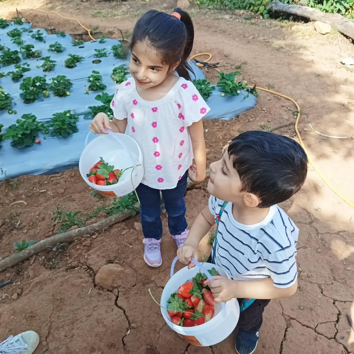 Strawberry picking is popular as a great bonding activity for families