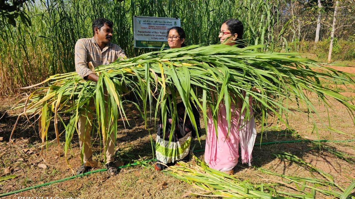 Susthira offers a sustainable option for dairy farmers hit hard by rising cattle feed prices