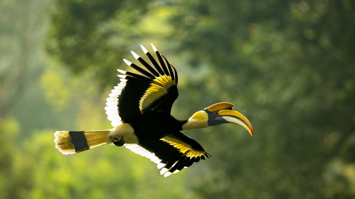 Great Hornbill Flying In Groups