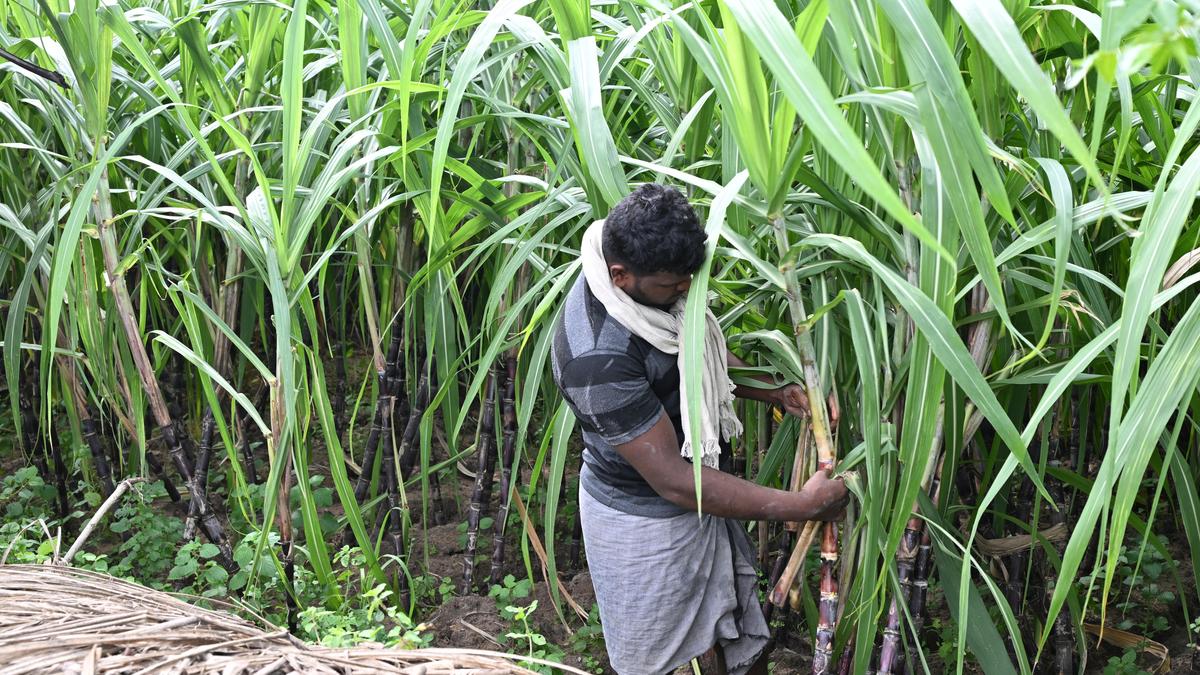 Cyclone damage cuts sugarcane yield in delta region