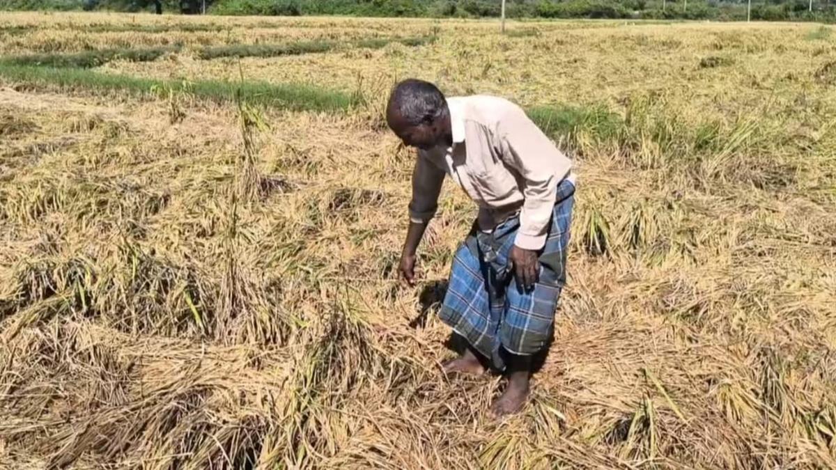Farmers upset as over 200 acres of paddy crop ready for harvest under rainwater in Theni district
