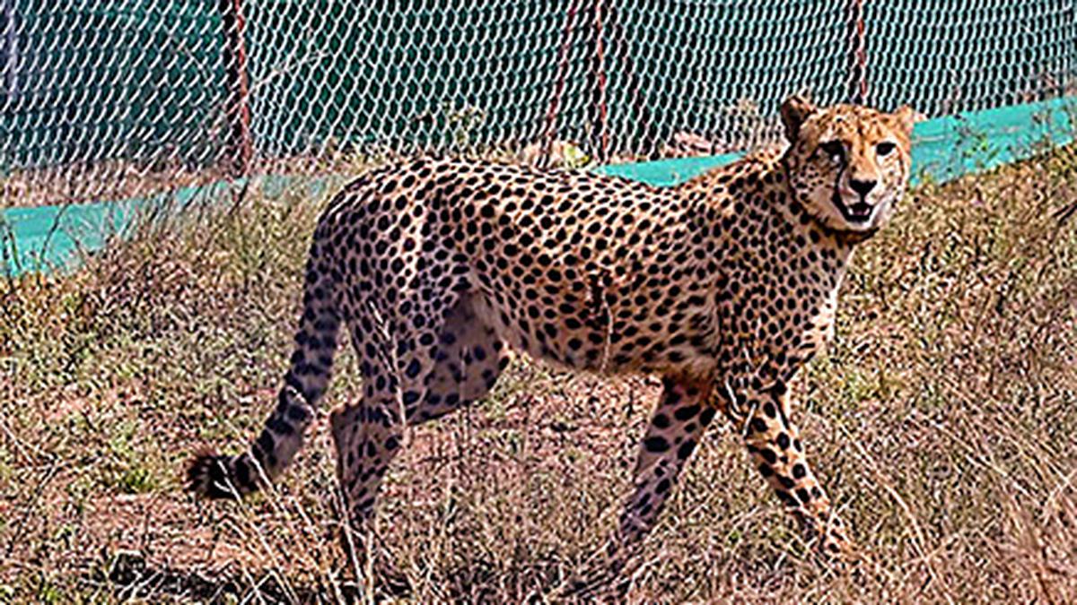 Inadequate space for cheetahs in Madhya Pradesh’s Kuno National Park: former Wildlife Institute of India official