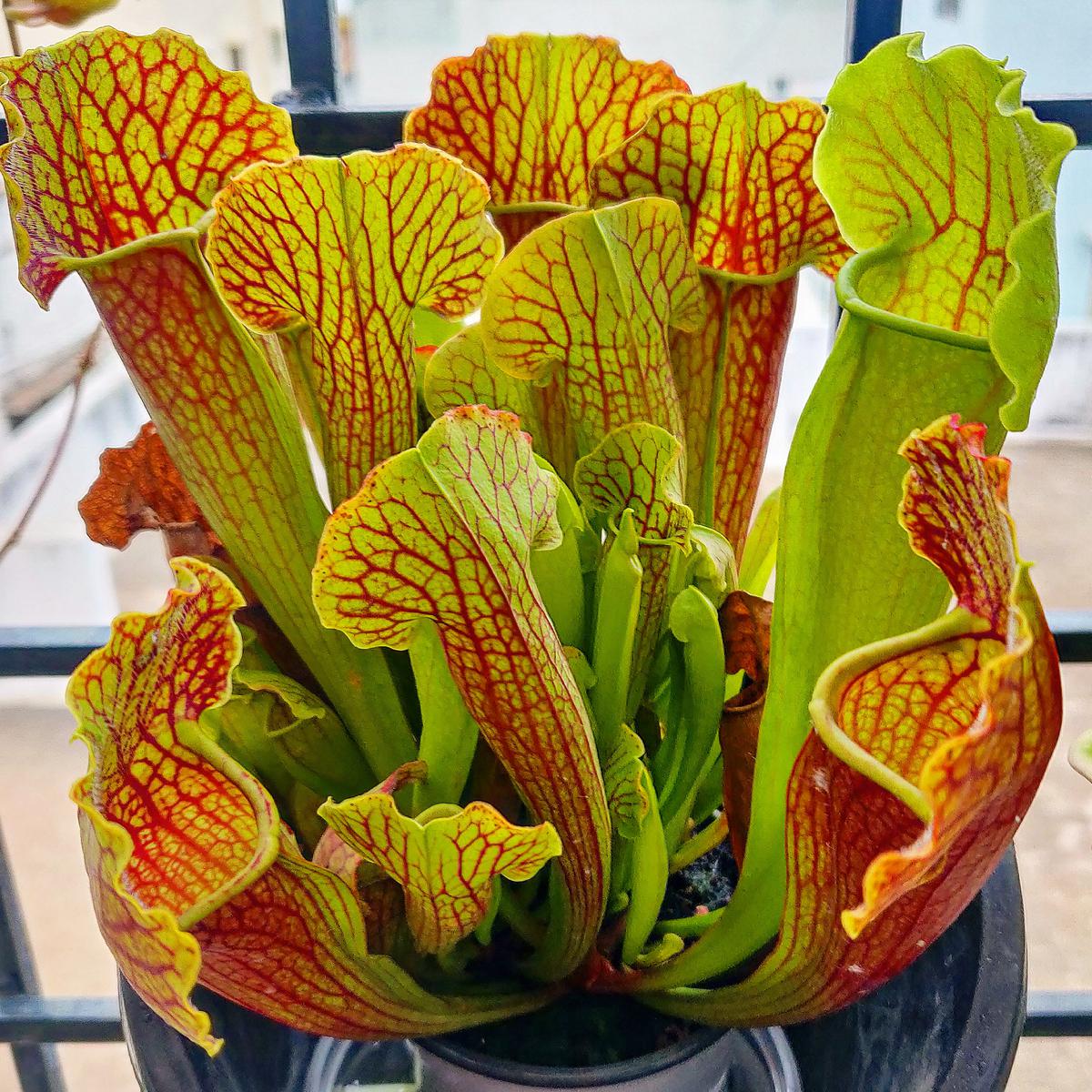 Sarracenia