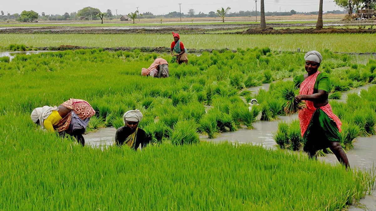 Kuruvai cultivation yet to gain momentum in Thanjavur, Tiruvarur districts