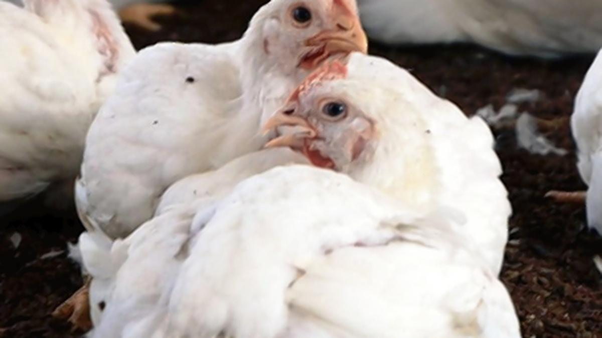 Chicken develops wings, egg cracks under inflation pressure