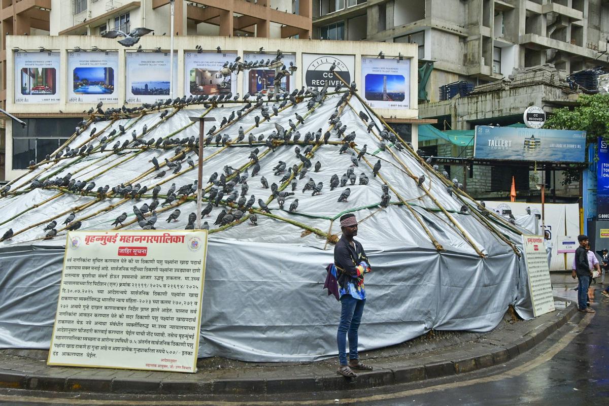 Dadar'daki Kabutarkhana, Maharashtra hükümetinden bir direktifin ardından BMC tarafından karşılandı.