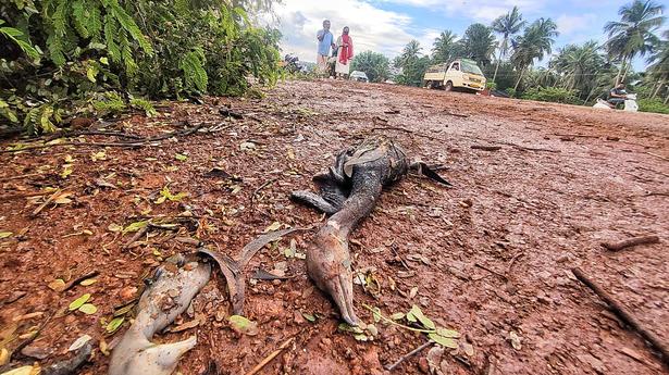 Environmentalists seek wider action for killing of cormorant nestlings in Malappuram