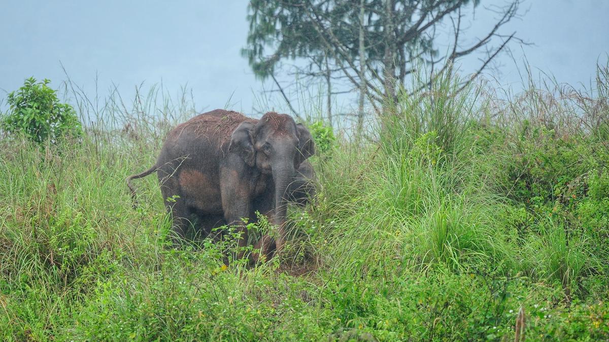 Kerala Assembly: Government seeks urgent amendments to Wildlife (Protection) Act to control wildlife populations