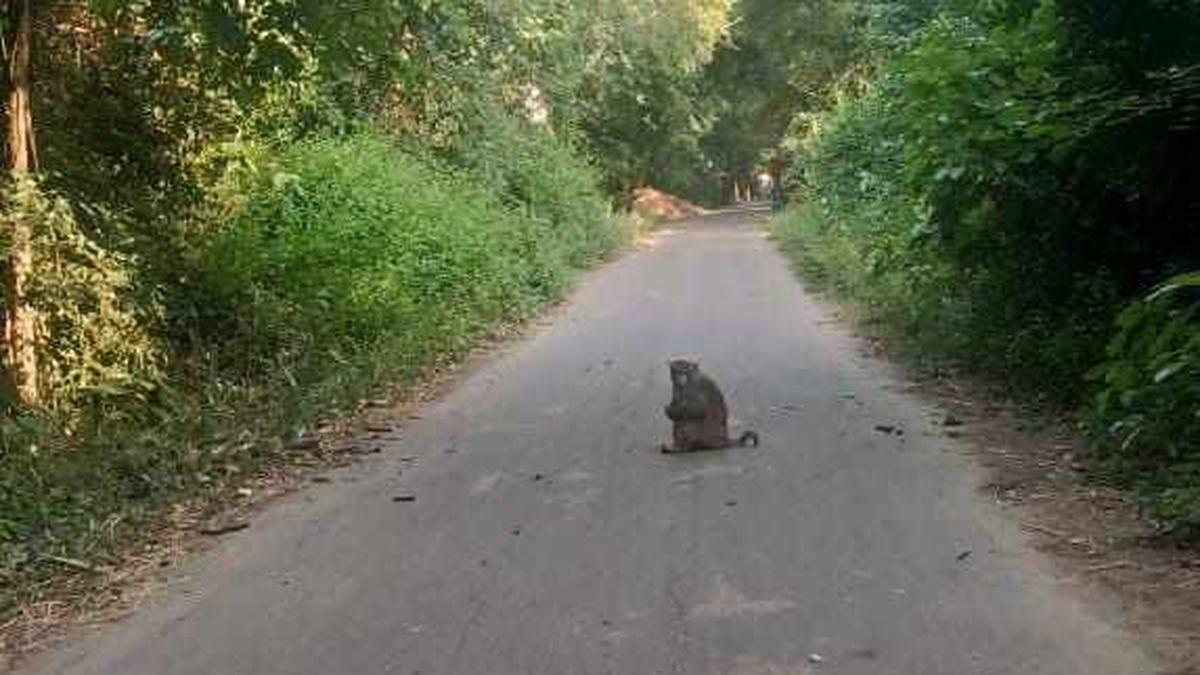 Madugula, popular for its century-old halwa, now held hostage by its marauding monkeys