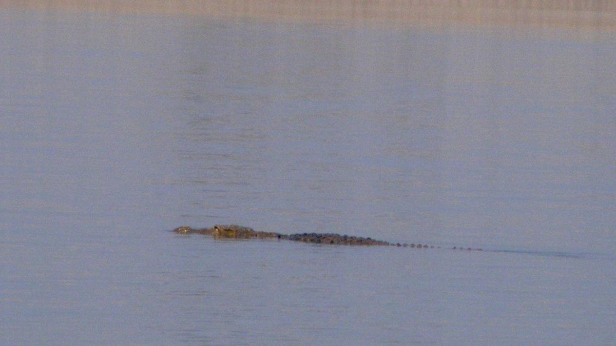 Forest Department submits to govt. DPR on crocodile conservation centre at Anaikarai