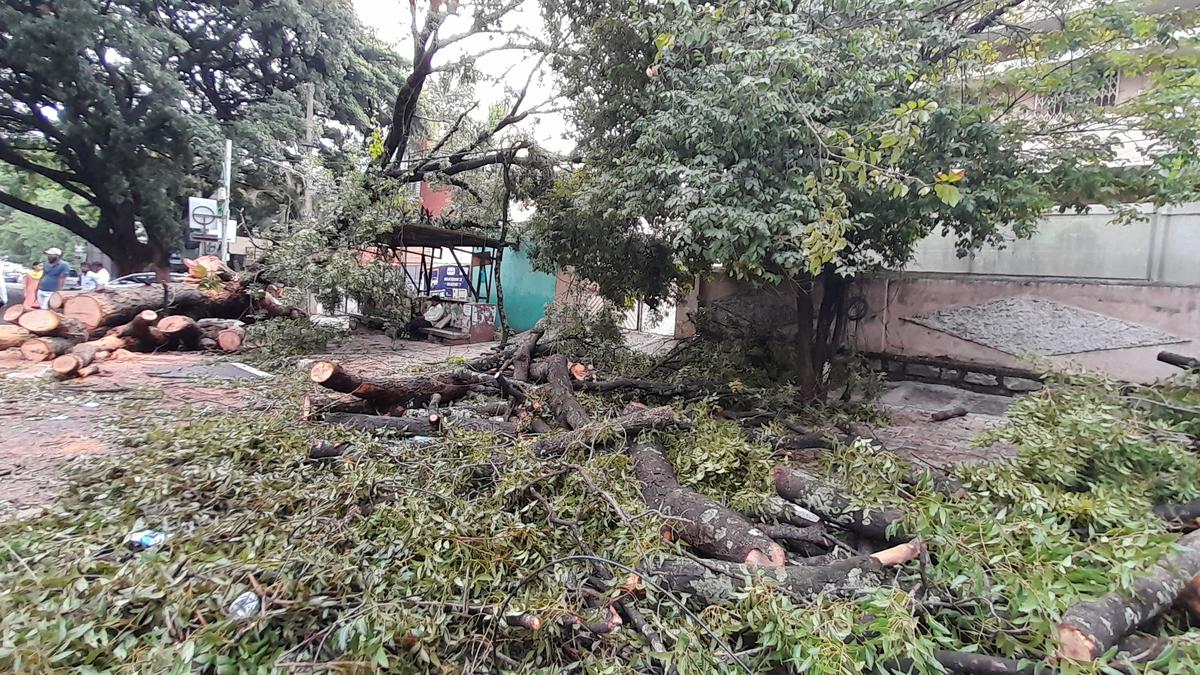 Authorities scramble to clear trees brought down by rain in Bengaluru