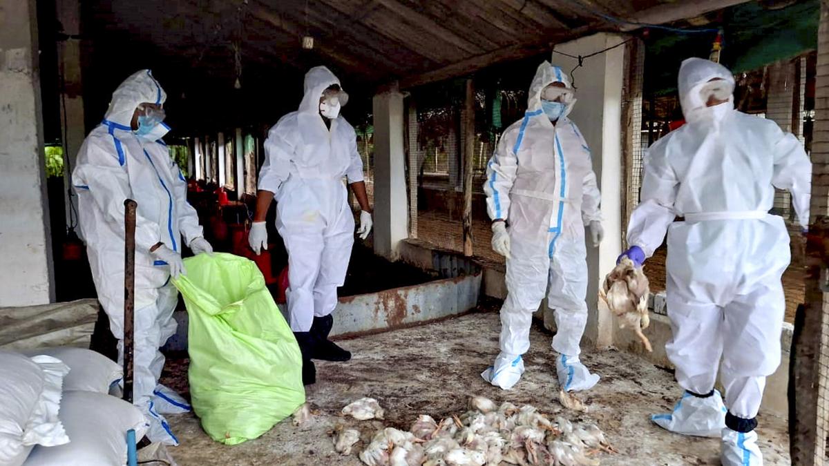 Odisha reports bird flu outbreak, over 5,000 chickens culled