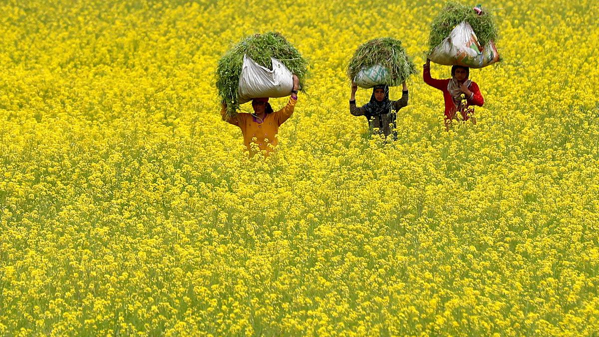 Govt. rebuts claims that statutory regulations were violated during GM mustard appraisal