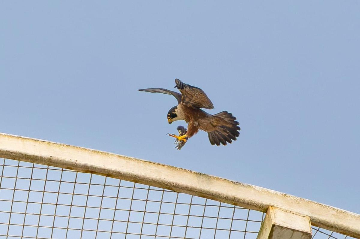 नर शाहीन बाज़ अपने पंजों में शिकार लिए हुए है