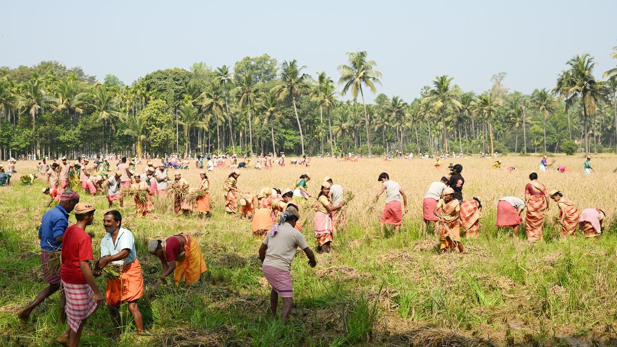 Volunteers harvest paddy grown on four acres in an hour