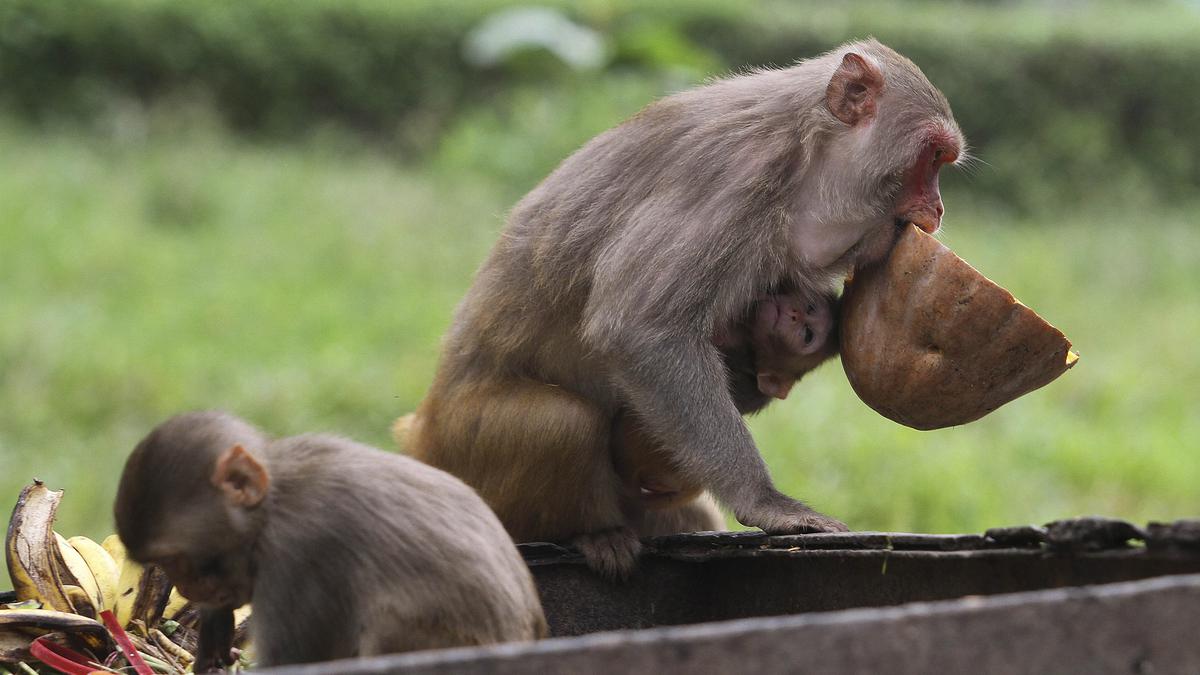 39 Bengal-bound exotic animals seized in Assam