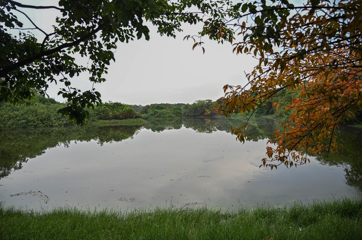 Chennai, Tamilnadu, 22/06/2023: For Metro Plus: Tholkappiya Ecological park in Adyar which has been gaining some attention lately.  Photo: Athullyea Padmanabhan- Intern