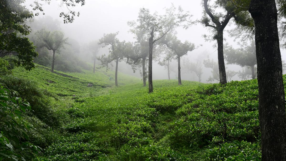 Taking over Manjolai tea estate is legally infeasible, TANTEA tells HC