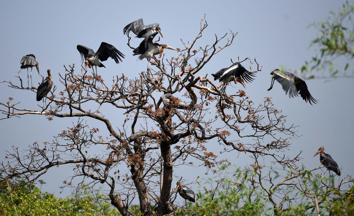 The greater adjutant stork on a tree