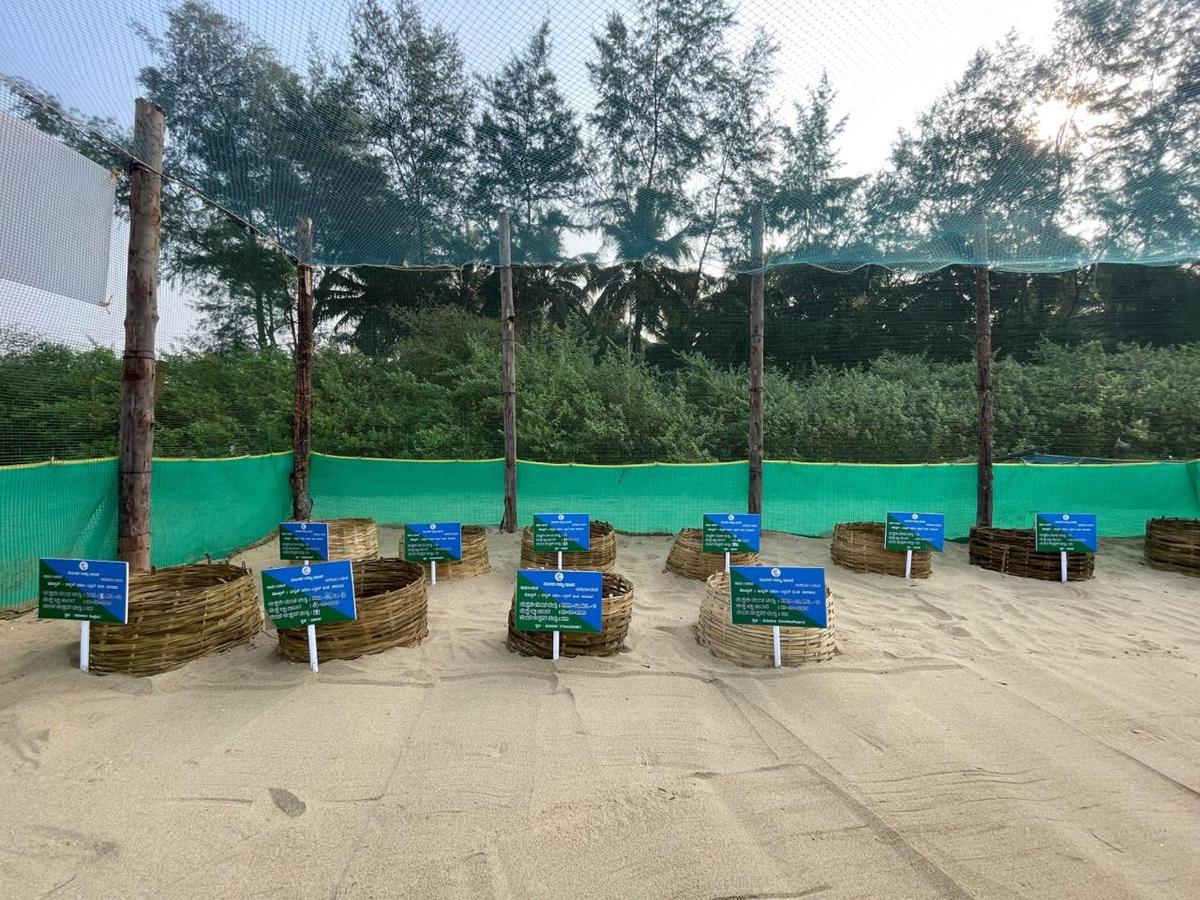 The forest department has created an artificial hatchery to protect sea turtle eggs, grouping them date-wise near Karwar. The forest department has created an artificial hatchery to protect sea turtle eggs, grouping them date-wise near Karwar.