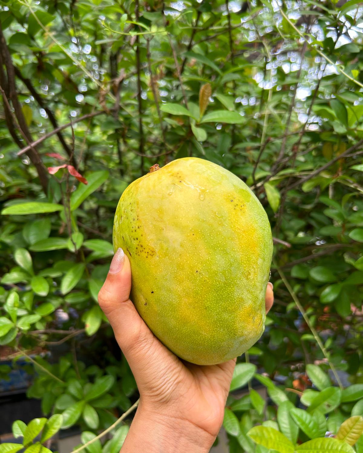 Fazenda Cholayil